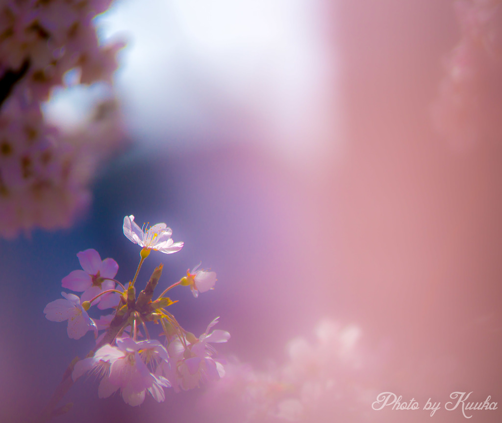 春めき桜