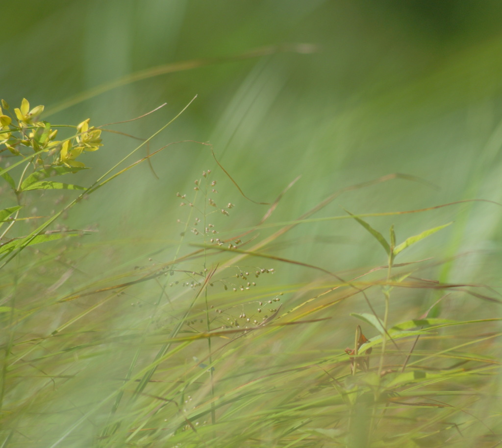 風に吹かれて～