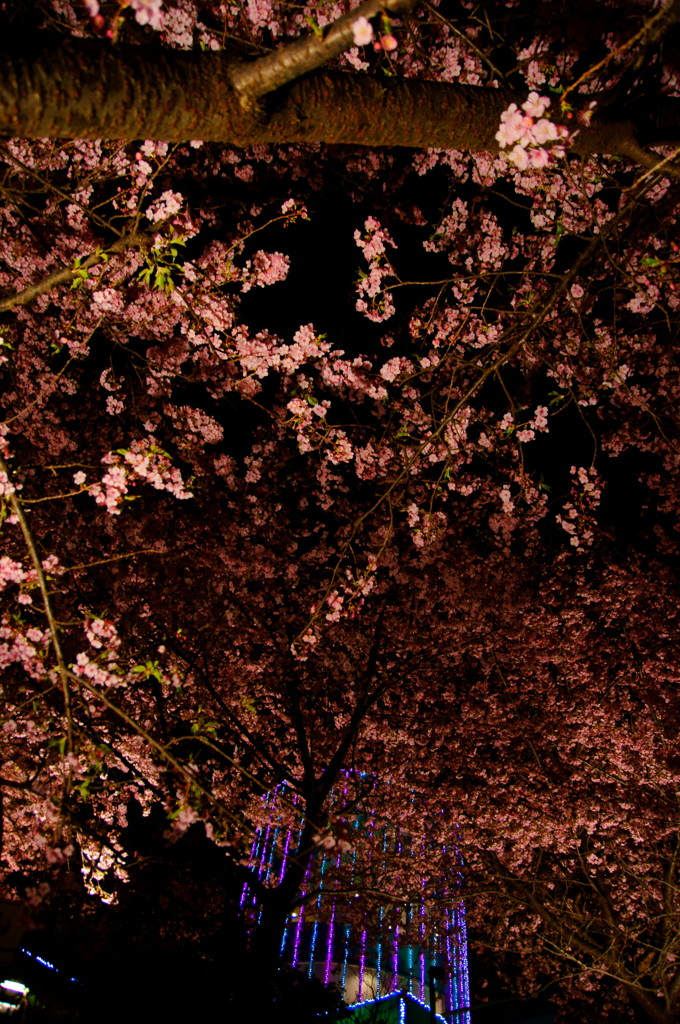 夜桜
