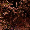 夜桜