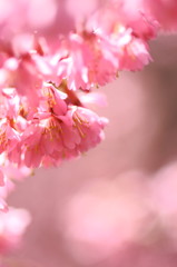 おかめ桜