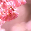 おかめ桜