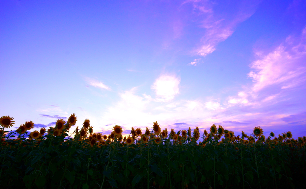 夕暮れ　～ひまわり～