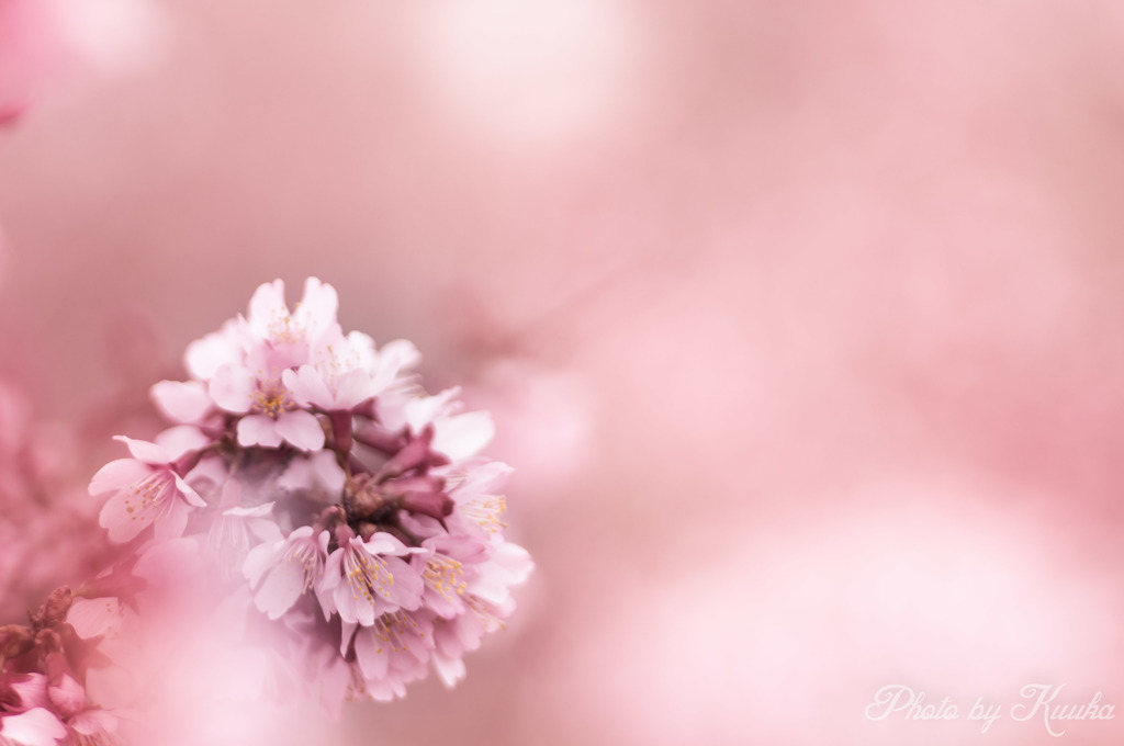 おかめ桜