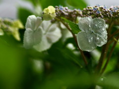 梅雨