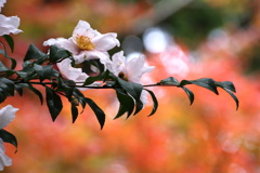 山茶花