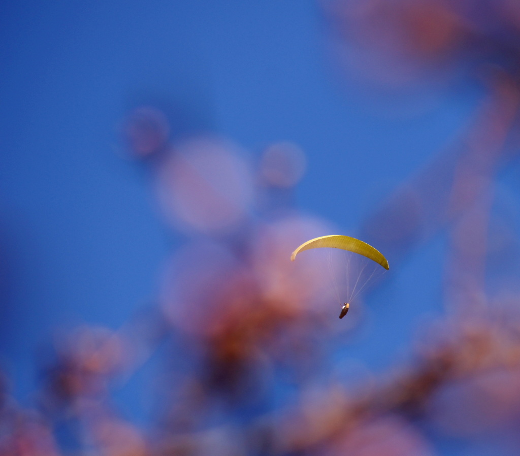 空からの花見