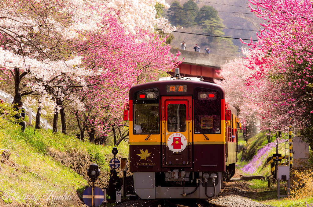 花　舞う