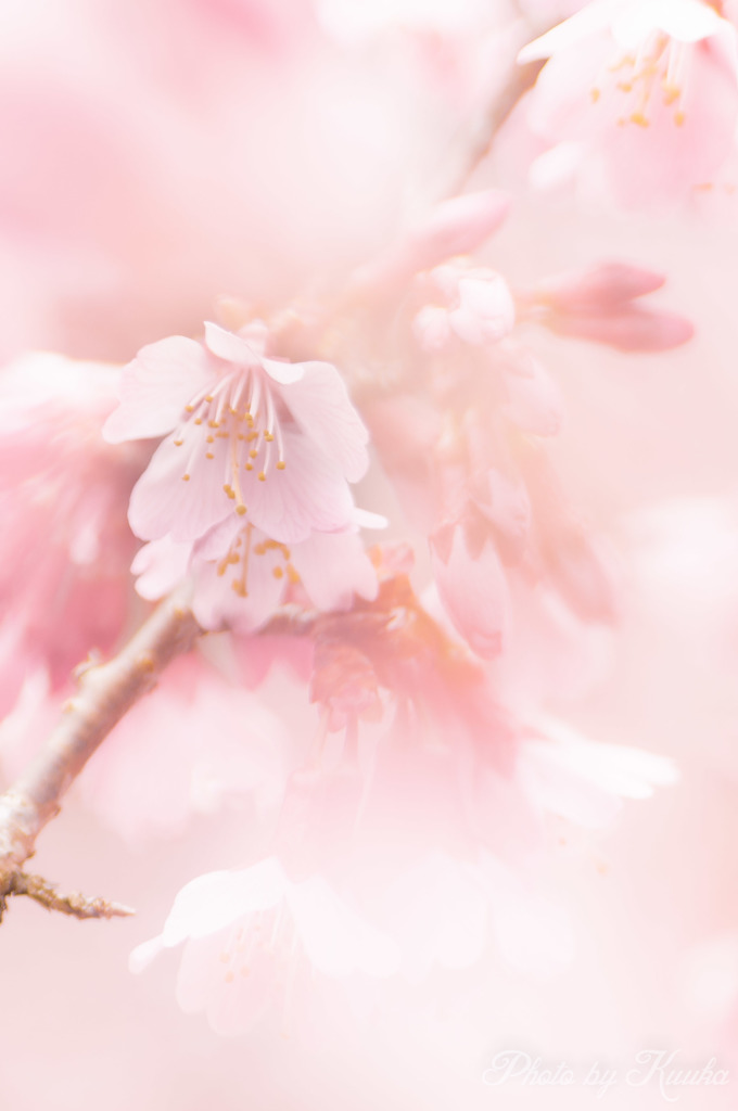 おかめ桜　２