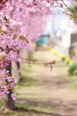 河津桜