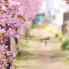 河津桜