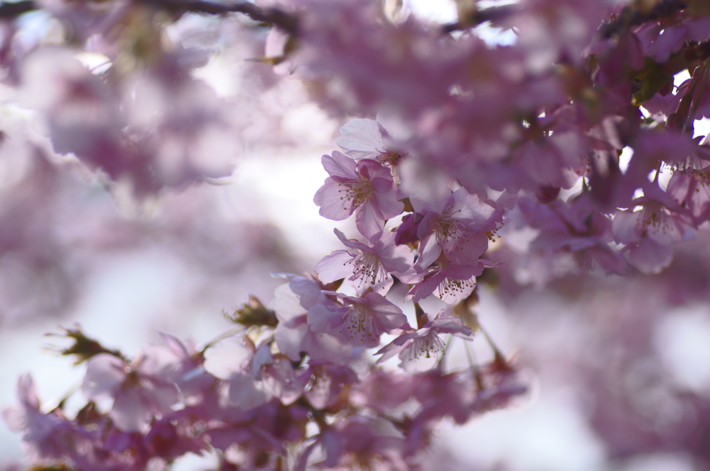 河津桜