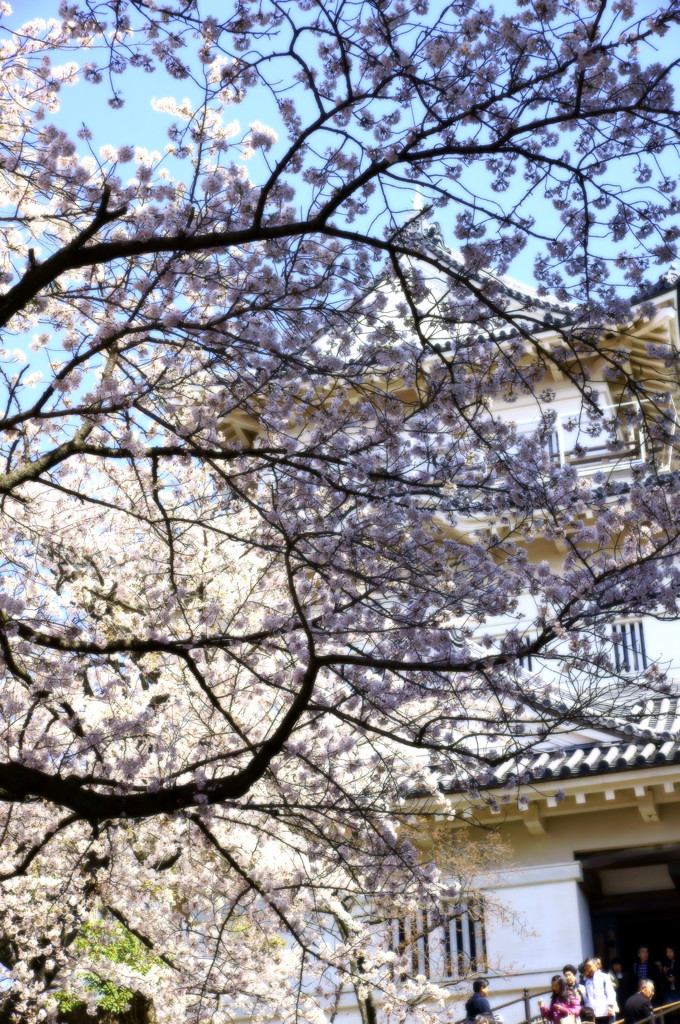 桜とお城