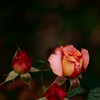 薔薇