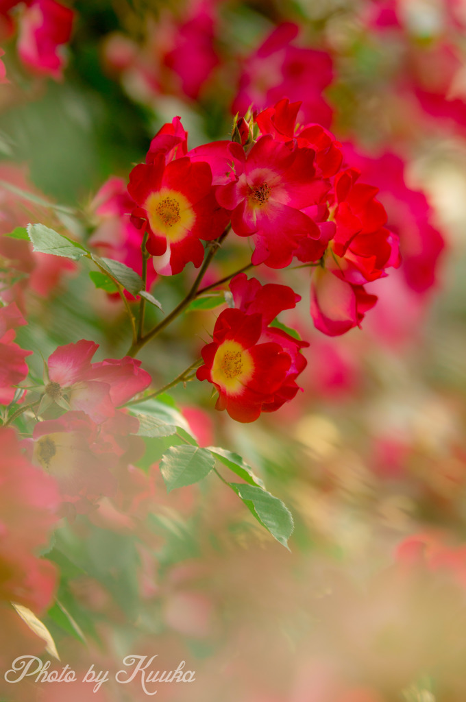 大好きな薔薇