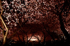 夜桜見物