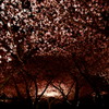 夜桜見物