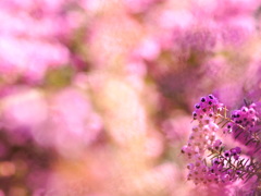希望の光