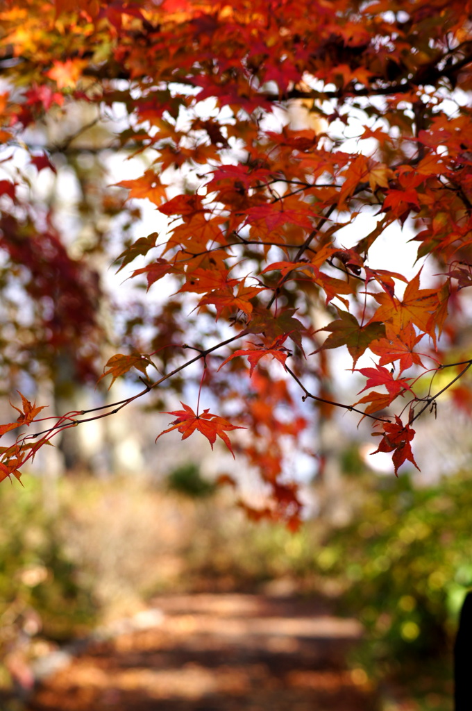 紅葉