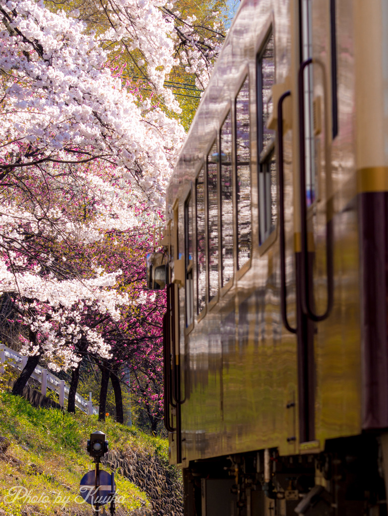 桜　２ショット