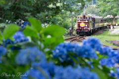 紫陽花祭り　終わってました