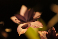 ガラスの紫陽花