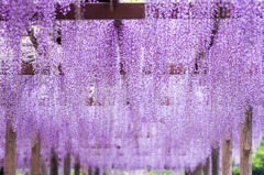 紫のカーテン