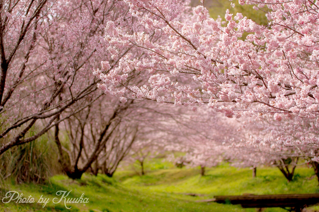 春めき桜