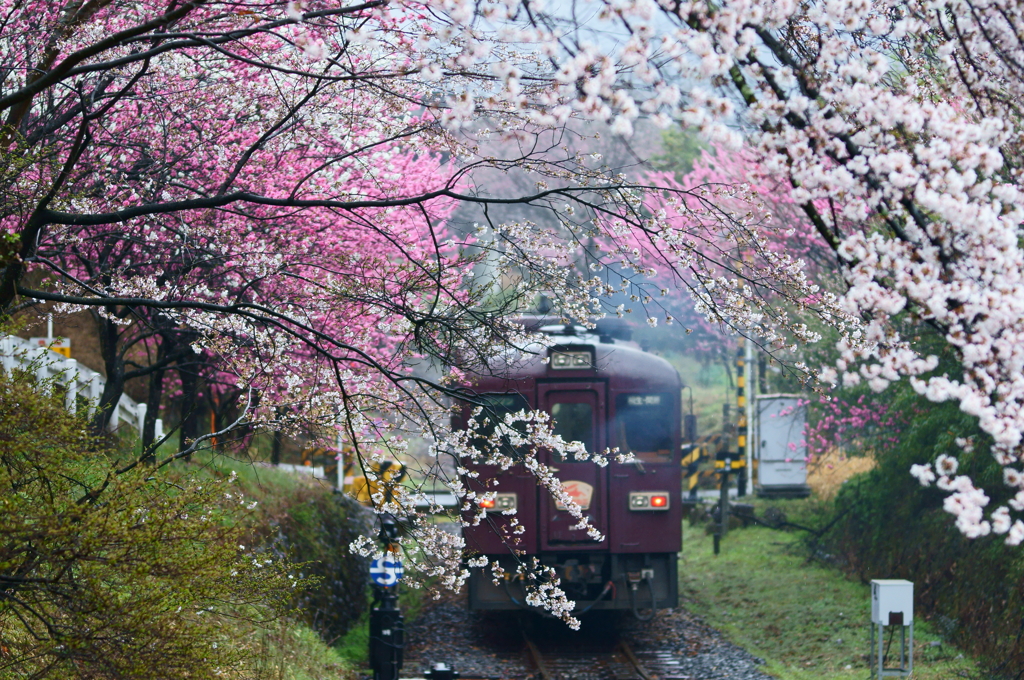 花盛り