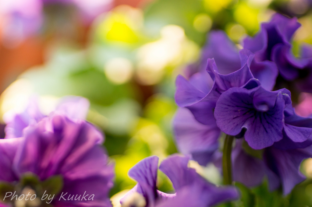 FRILL