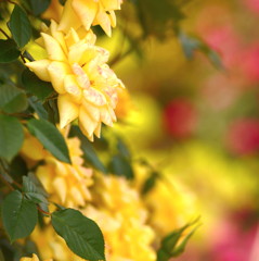 花園