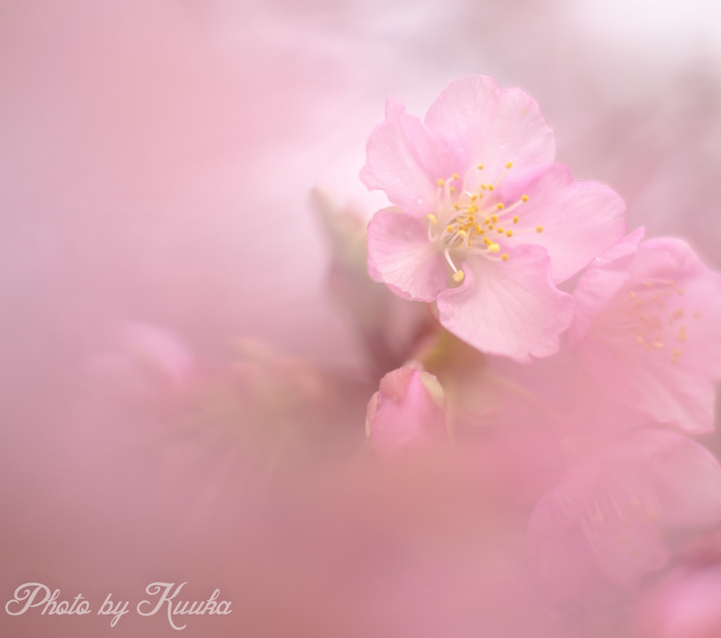 河津桜