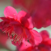 紅