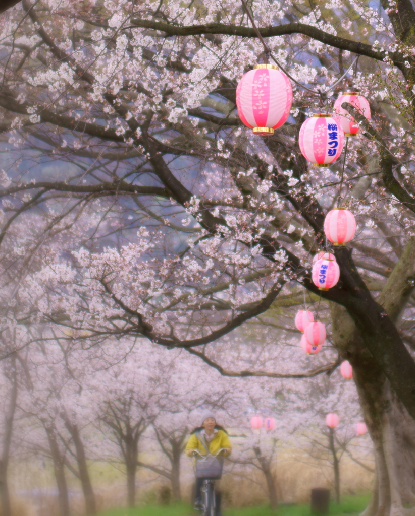 桜まつり