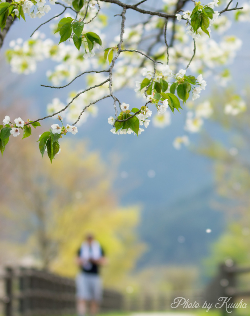 桜を見ながら