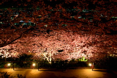 桜の舞台
