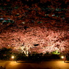 桜の舞台
