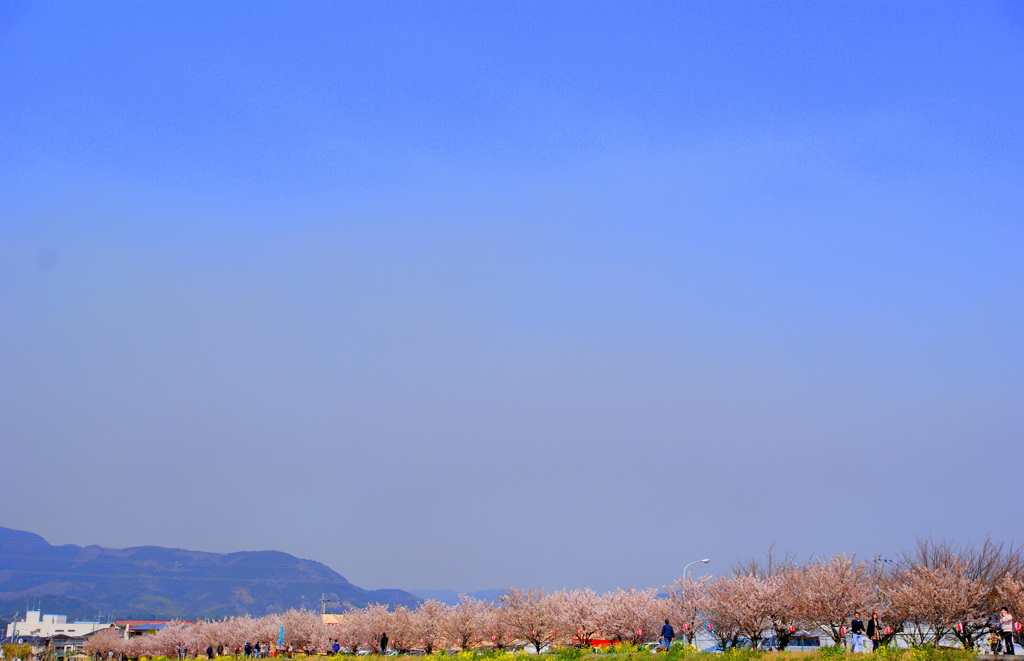 南足柄桜まつり