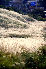 仙石原すすき