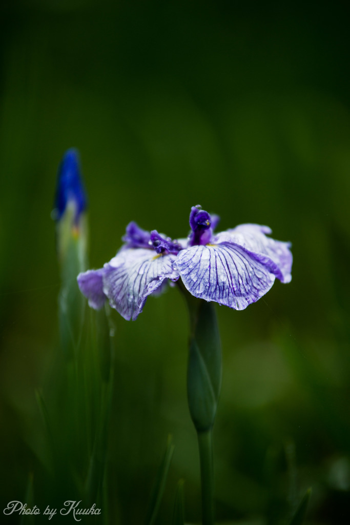 花菖蒲