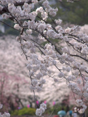 お花見