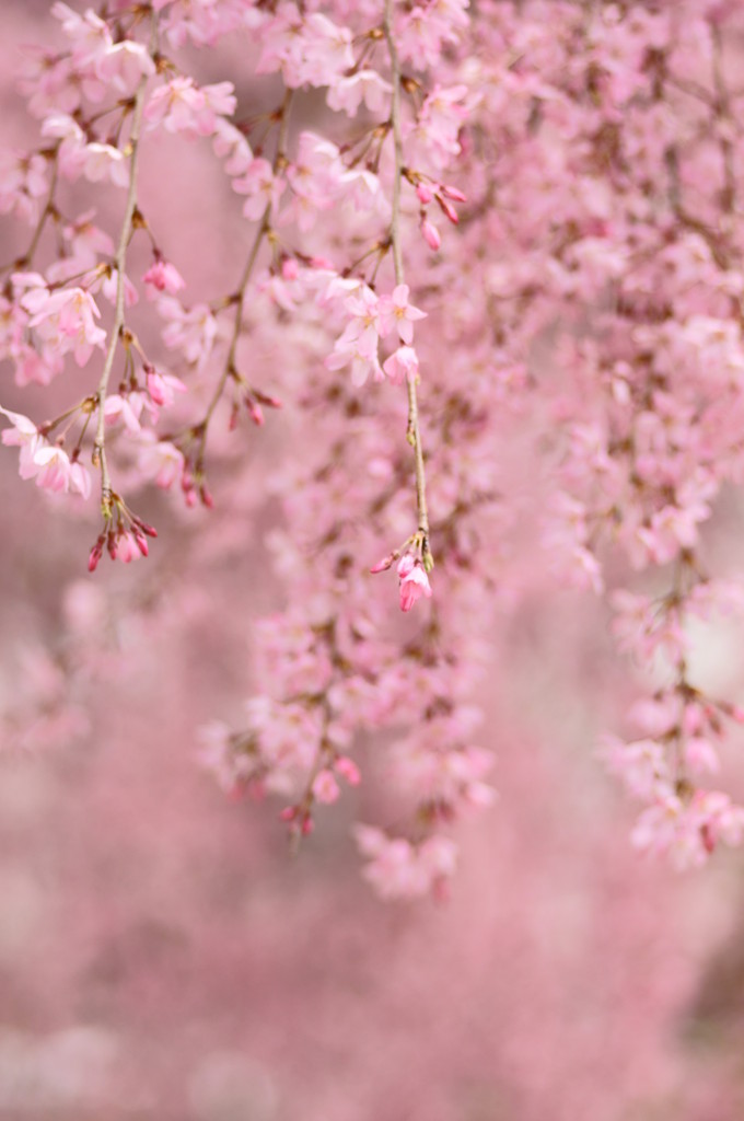 桜雨