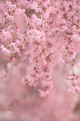 桜雨