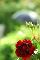 薔薇と日傘