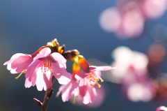 おかめ桜