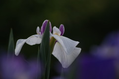 菖蒲と勝負だぁ