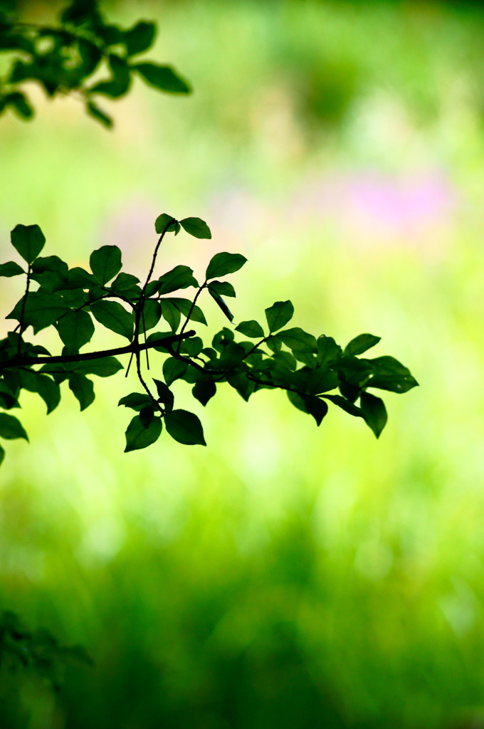 leaf