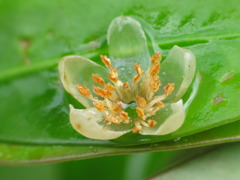 透き通る花びら