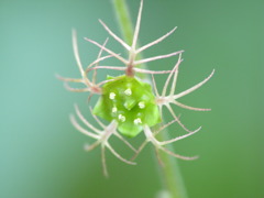 野草の魅惑