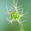 野草の魅惑